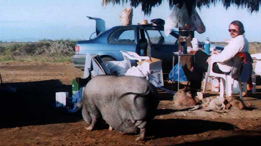 Camp Site, Baja, San Quintin