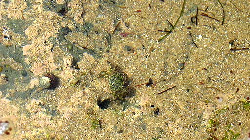 www.Co-Dog.com: I cheat and sneak a shot of a tiny crab in a tide pool.